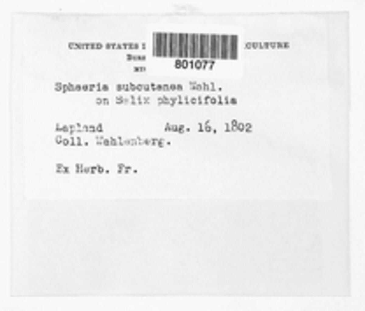 Lophiostoma subcutanea image